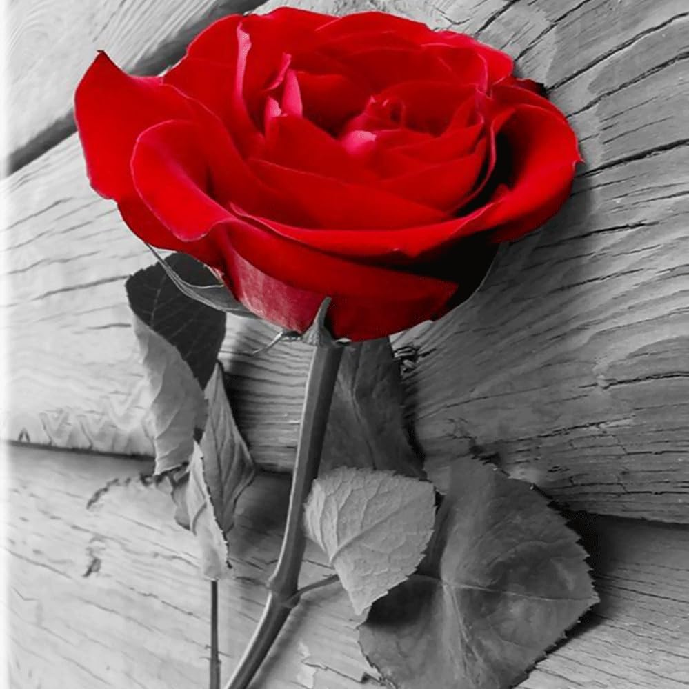 06 Red Rose