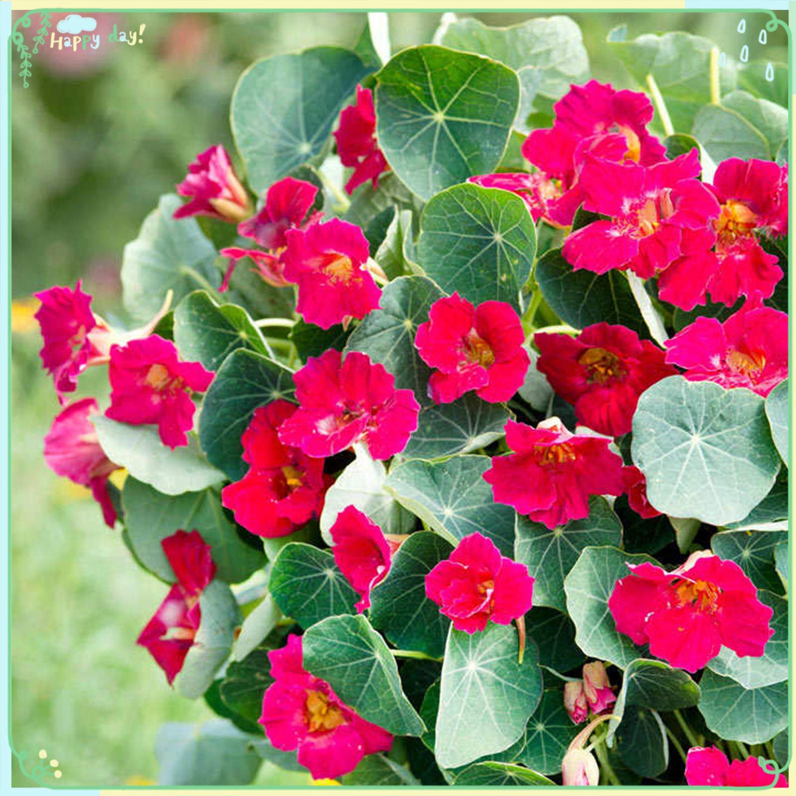30+ Rare Nasturtium Flower Seeds - Baby Rose Variety for Home Garden, Landscaping & Edible Flower Decorations