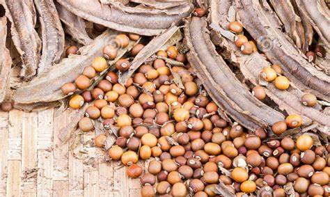 20+ Winged Bean Seeds - Non-GMO Heirloom Dragon Goa Asparagus (Sigarilyas/Chathura Payar) for Home Gardening & Asian Cuisine