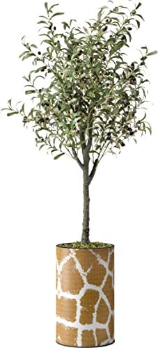 Olive Tree-2203240404