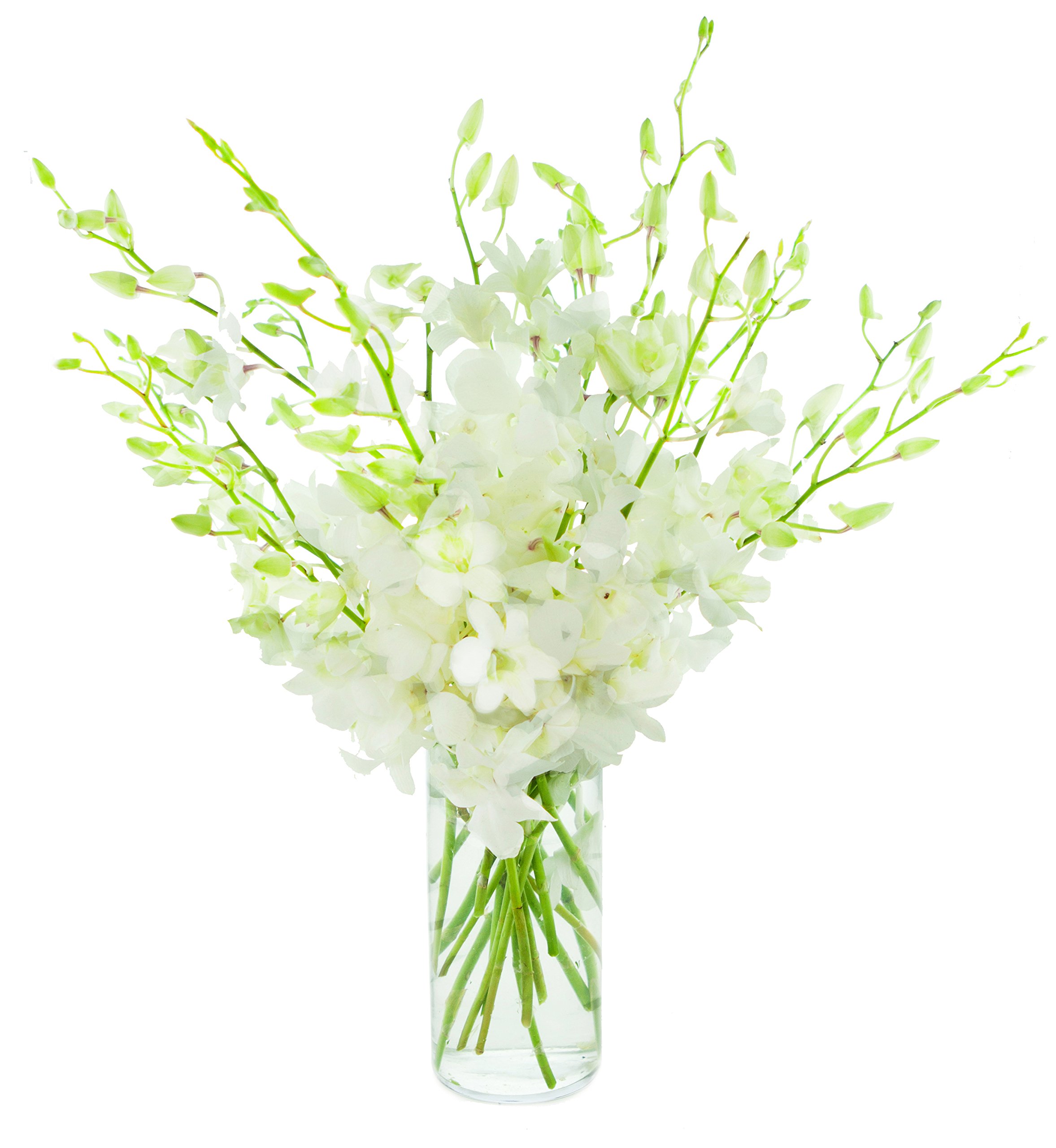 KaBloom PRIME NEXT DAY DELIVERY - 20 Fresh White Perla Orchid Bouquet with Glass Vase | Exotic Fall Flowers for Birthday, Anniversary, Wedding, Mother’s Day | Perfect Gift for Home Decor, Office Centerpiece & Special Occasions