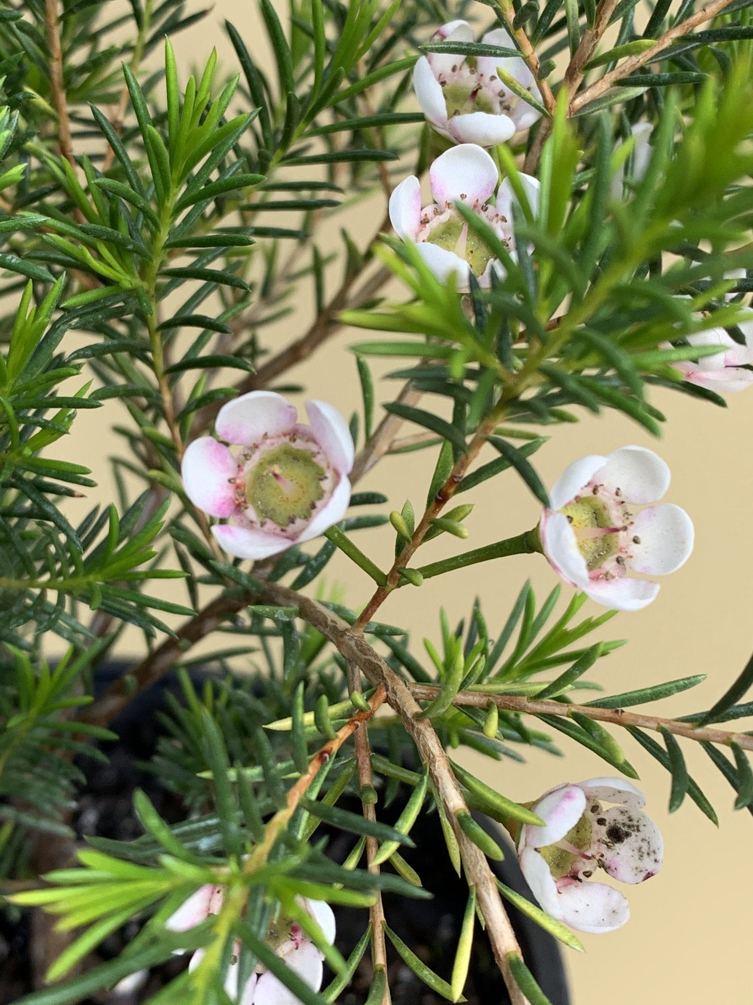 Chamelaucium 'Morning Delight' Waxflower Plant - Beautiful Purple Blooms for Gardens & Floral Arrangements | Perfect for Wedding Bouquets, Home Decor & Gift Giving