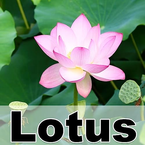 Lotus