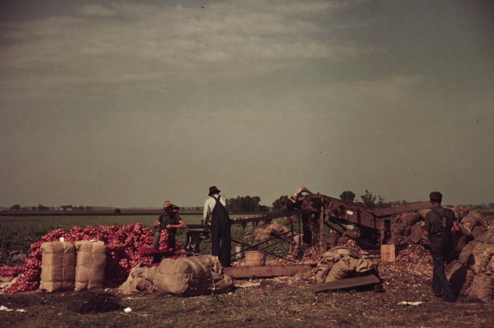 Vintage Onion Grading & Packing Poster - Rice County Minnesota Farm History Print (18x24 inches) - Perfect for Farmhouse Decor & Agricultural History Displays