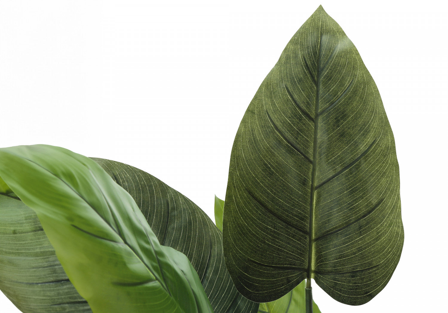 37 Aureum Pothos Plant in 5 Black Pots - Low Light Indoor Houseplant for Home, Office, or Bathroom Decor