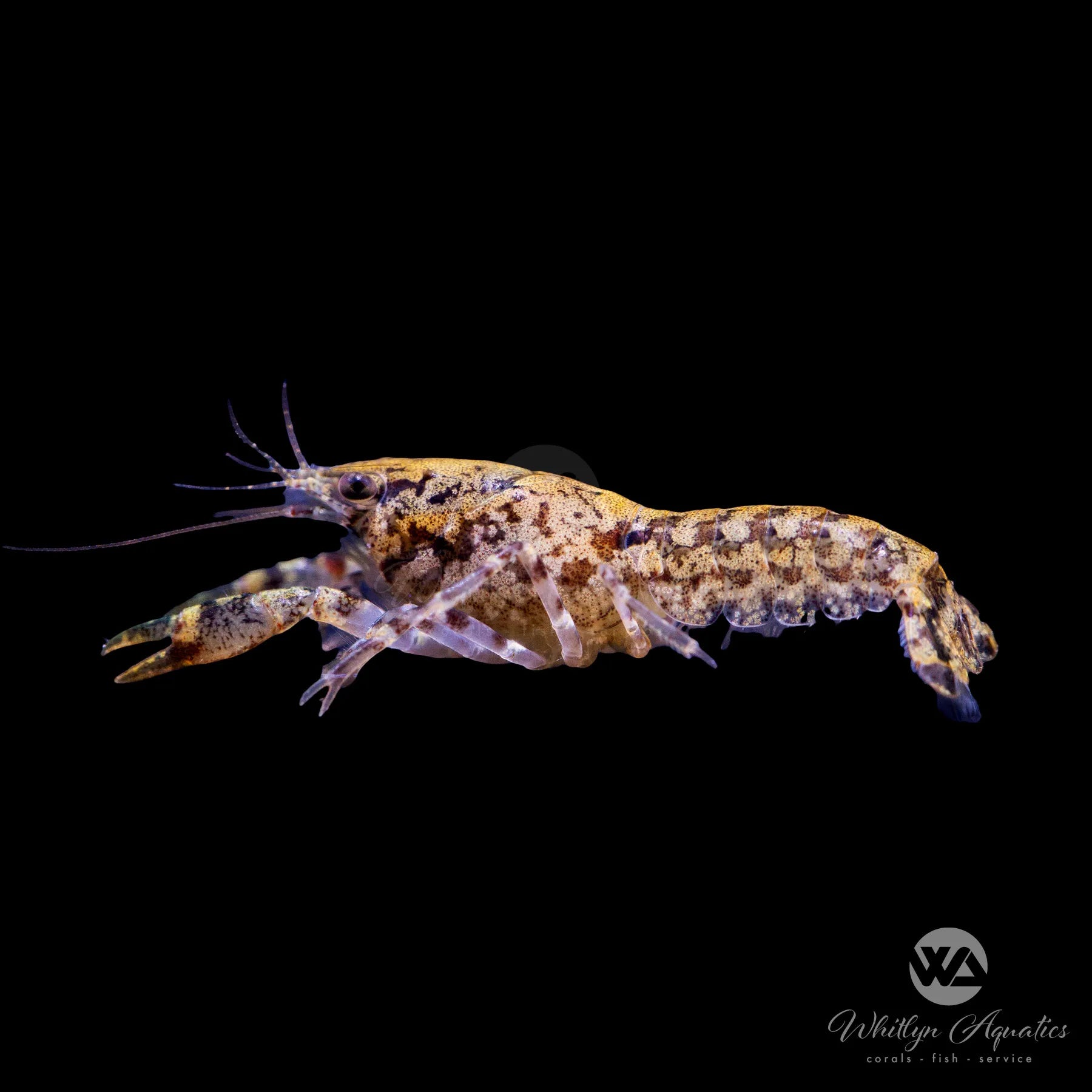 Blue Dwarf Mexican Crayfish (Cambarellus diminutus) - Freshwater Aquarium Pet for Nano Tanks & Shrimp Tanks - Perfect for Beginners & Aquatic Enthusiasts