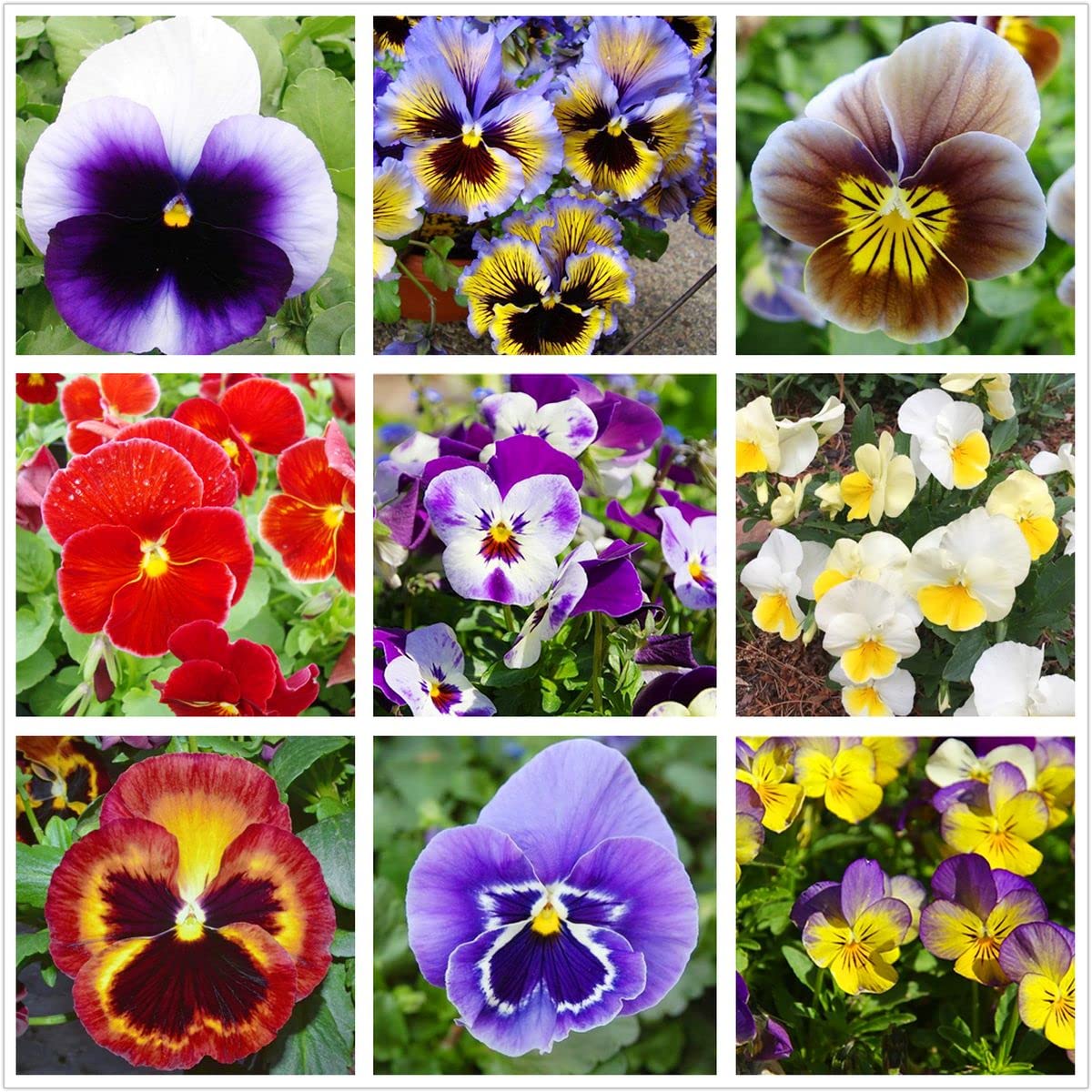 Wild Pansy Mix (100+ Seeds) - Easy to Grow Flower Seeds for Outdoor & Indoor Gardening, Home Bonsai - Perfect for Garden Beds, Containers, and Window Boxes