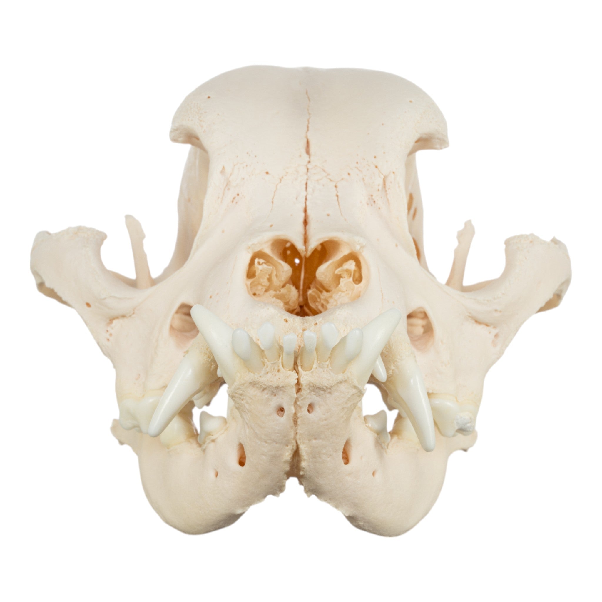 Authentic English Bulldog Skull - Real Domestic Dog Skull Specimen for Veterinary Study & Pathology Research | Perfect for Veterinary Students, Taxidermy Collectors, and Medical Education