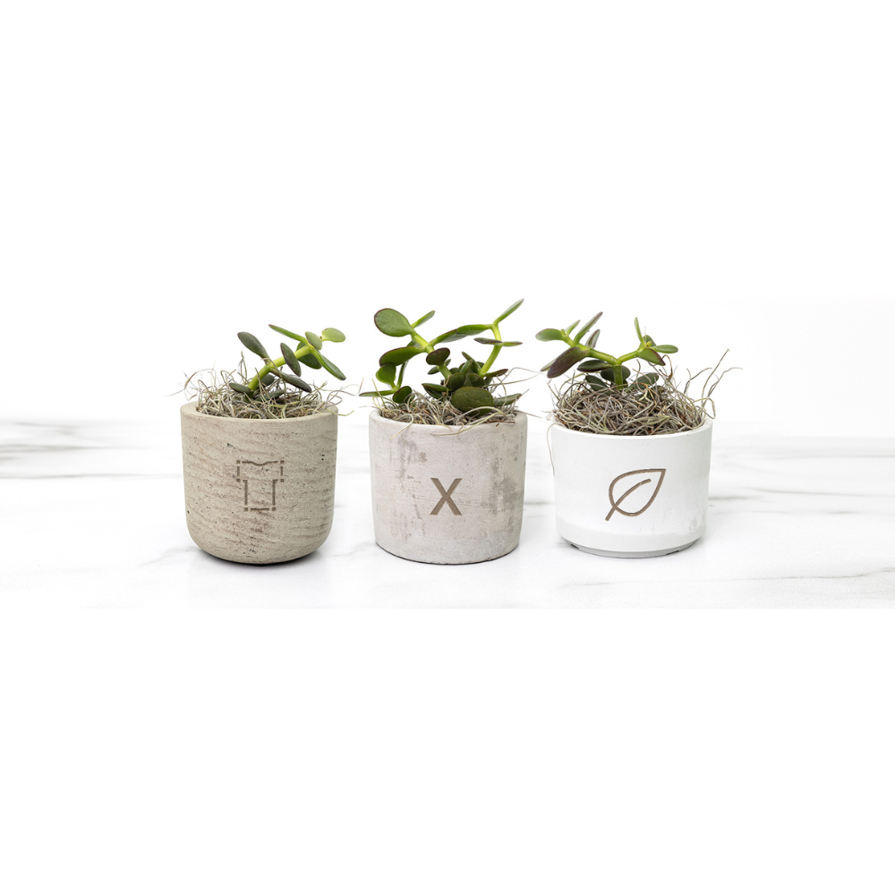 Southwestern Ceramic Pot with Live Desk Plant - 3 Colors & 3 Plant Types for Office Decor, Home Desk, or Gift Idea