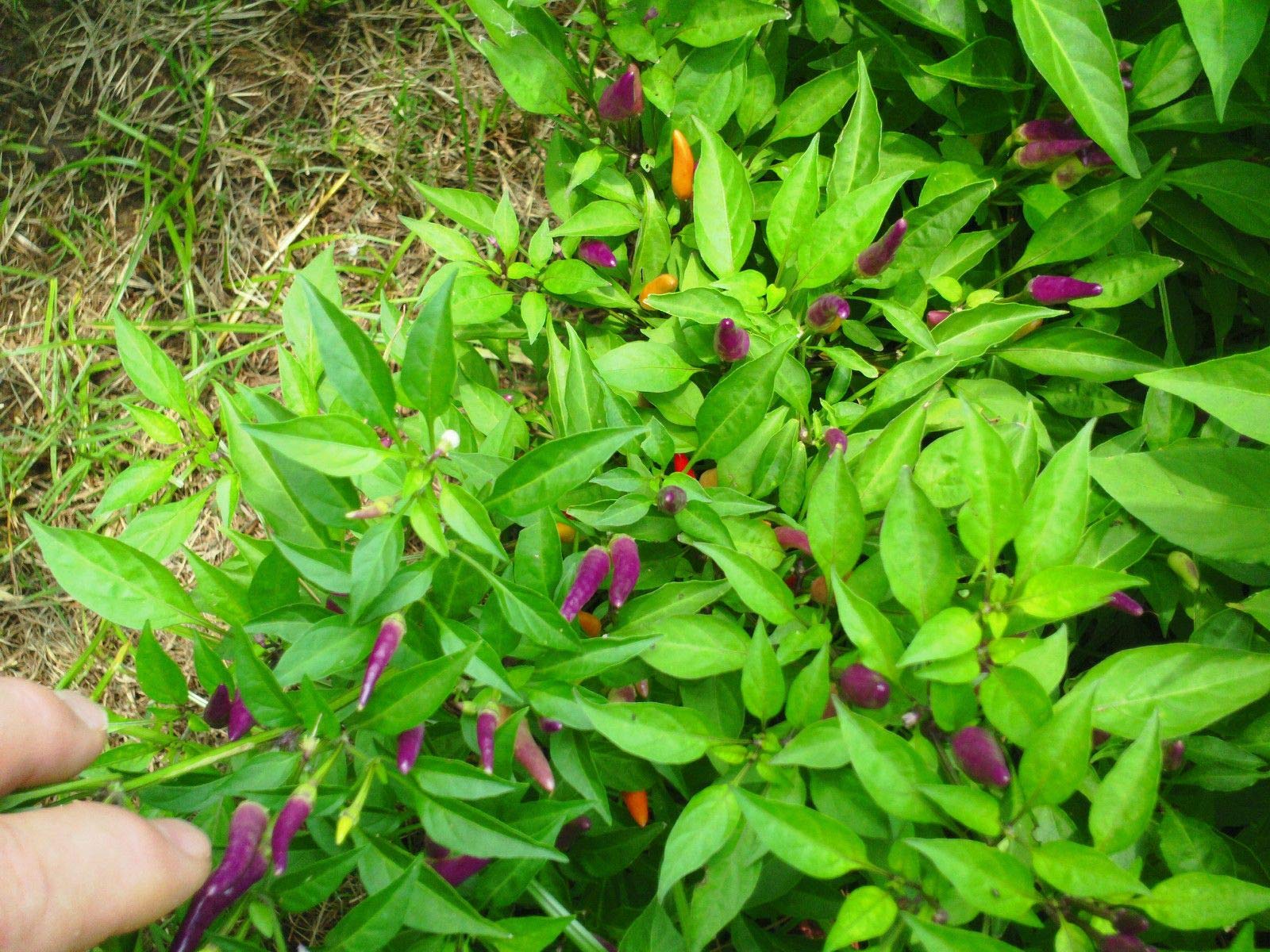 Sangria Ornamental Pepper Seeds - Non-Heat Variety, High Yield (25 Seeds) for Home Gardening, Container Planting & Decorative Landscaping