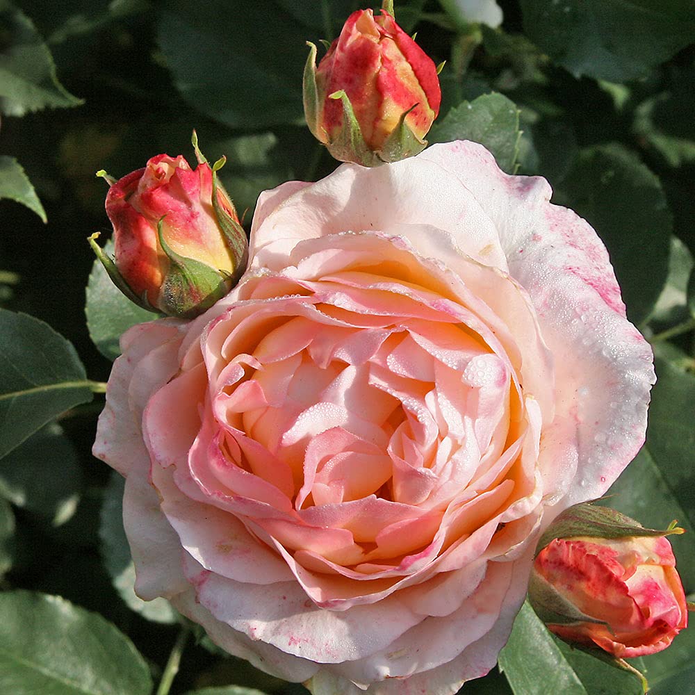 Heirloom Roses Spiced Coffee Hybrid Tea Rose Bush - Fragrant Live Outdoor Plant for Garden, Landscaping & Home Decor