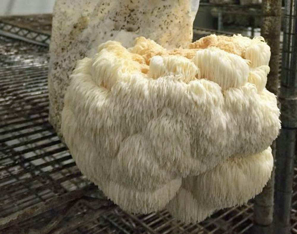 Organic Lion's Mane Mushroom Grow Kit - Premium Mushroom Man LLC Cultivation Set for Home Growing | Perfect for Indoor Gardening, Health Supplements & Gourmet Cooking