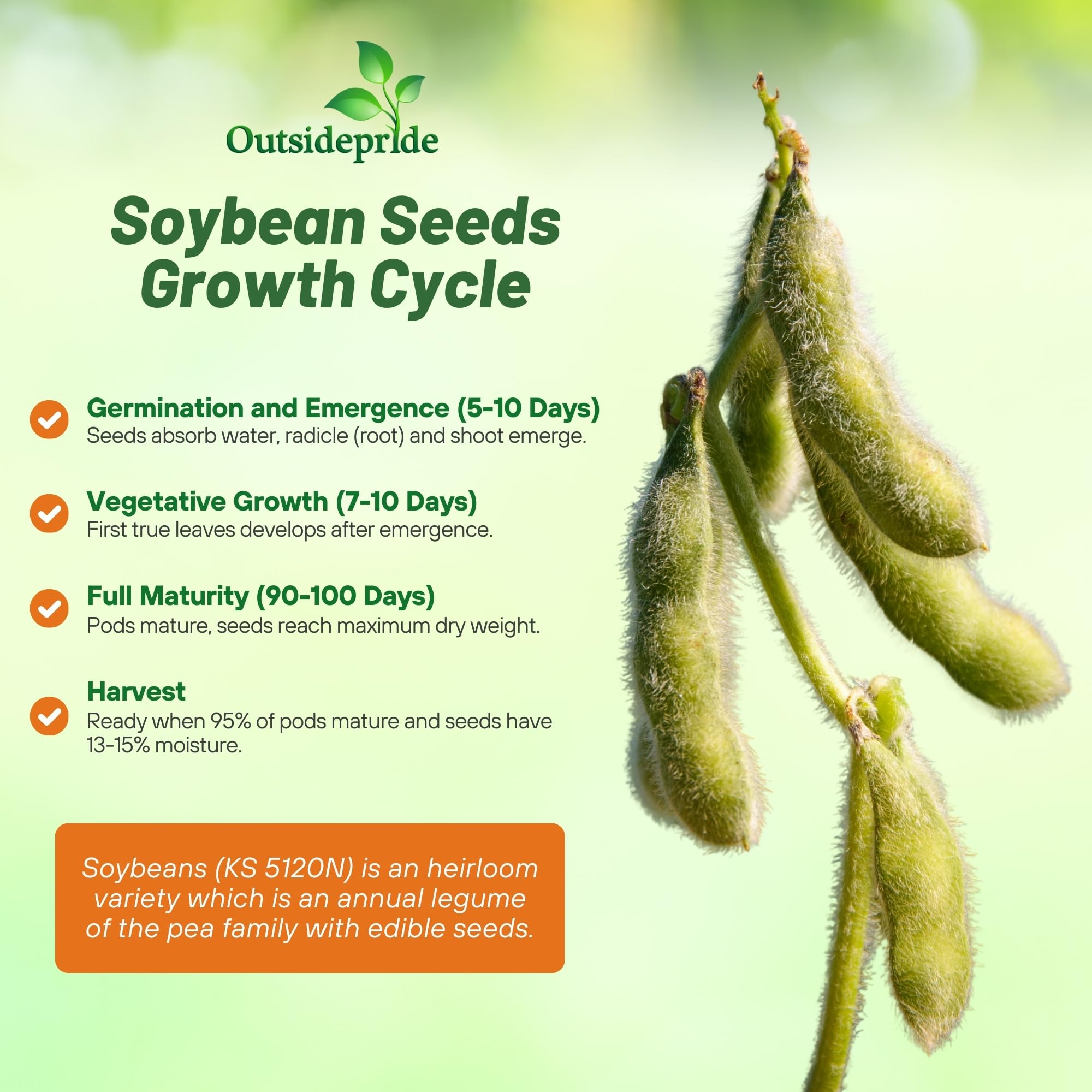 Outsidepride Non-GMO Soybean Seeds - 50 lbs Bulk High Protein & High Yield Heirloom Soybeans for Oil Production, Animal Feed, Forage & Wildlife Food Plots | Perfect for Poultry, Livestock & Farm Animals | Great for Home Gardeners, Farmers & Wildlife Conservation