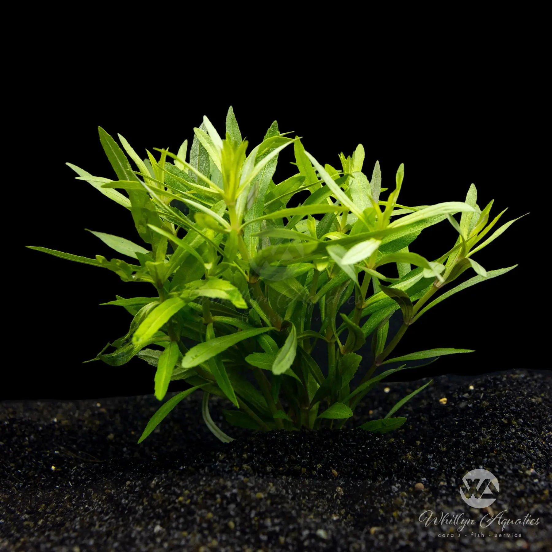 Pogostemon Stellatus Octopus Aquatic Plant for Freshwater Aquariums - Perfect for Aquascaping and Fish Tank Decoration
