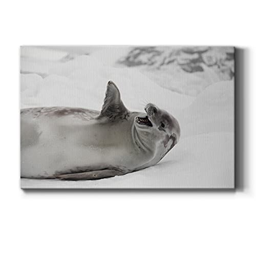 Laughing Seal