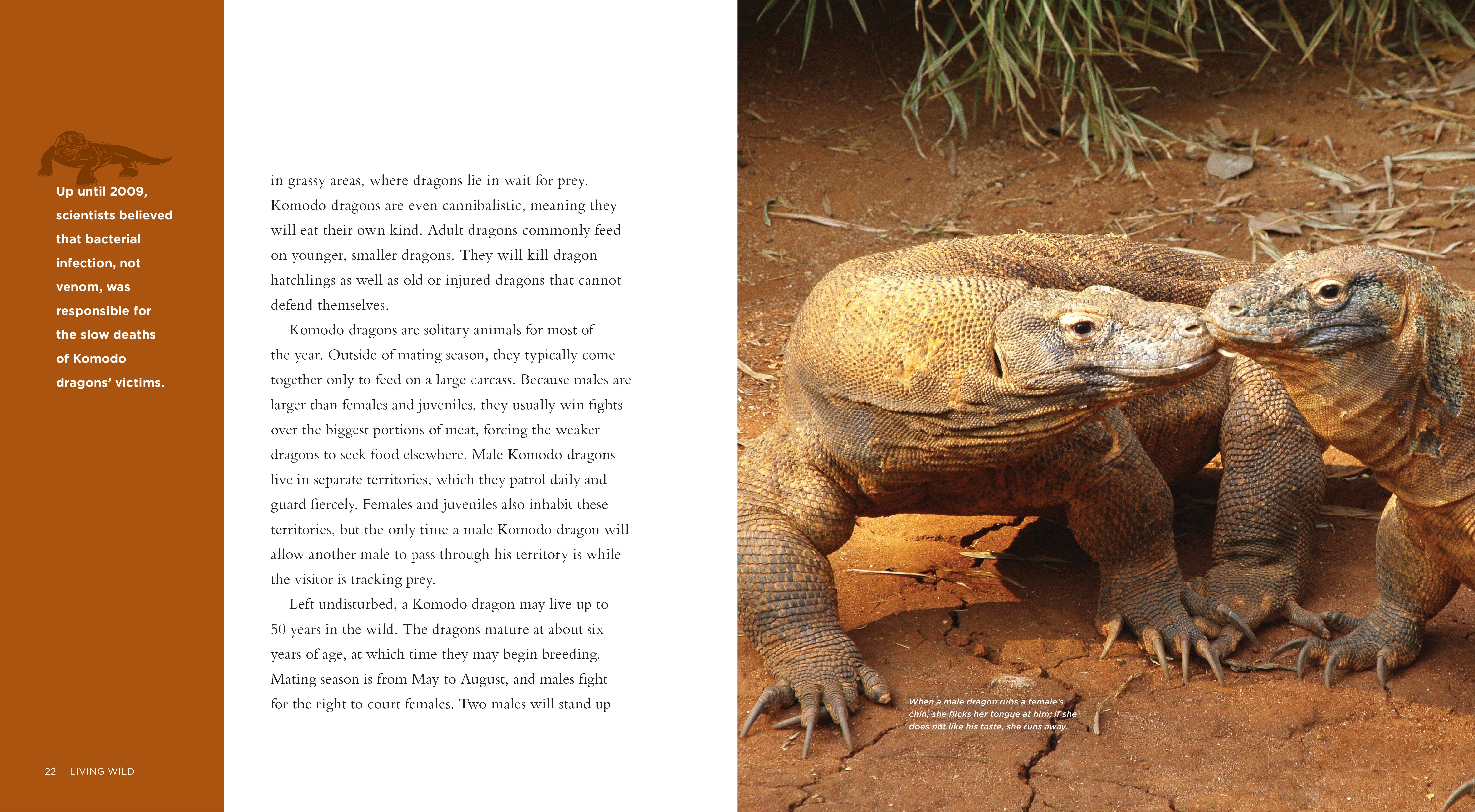Komodo Dragons Book - ISBN 9781608180806 - Perfect for Reptile Enthusiasts & Wildlife Education