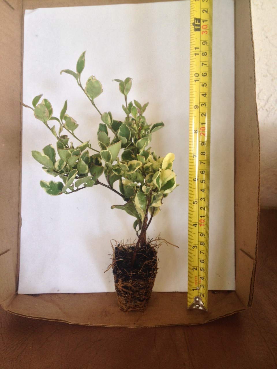 12 Jack Frost Ligustrum Live Plants - Small Starter Plants Under 12 Inches for Landscaping, Hedge, and Garden Decor