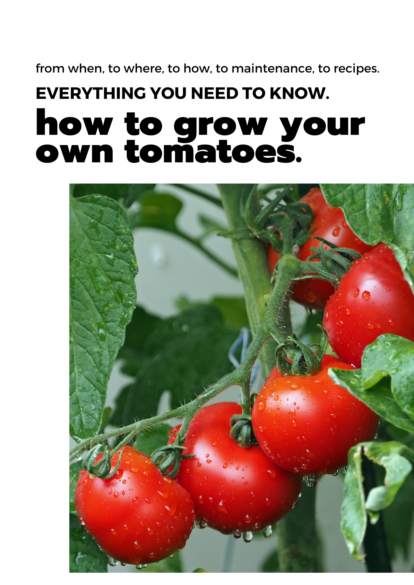 Tomato Planting Guide Ebook - Grow Perfect Tomatoes at Home | Step-by-Step Gardening Tips for Beginners & Experts