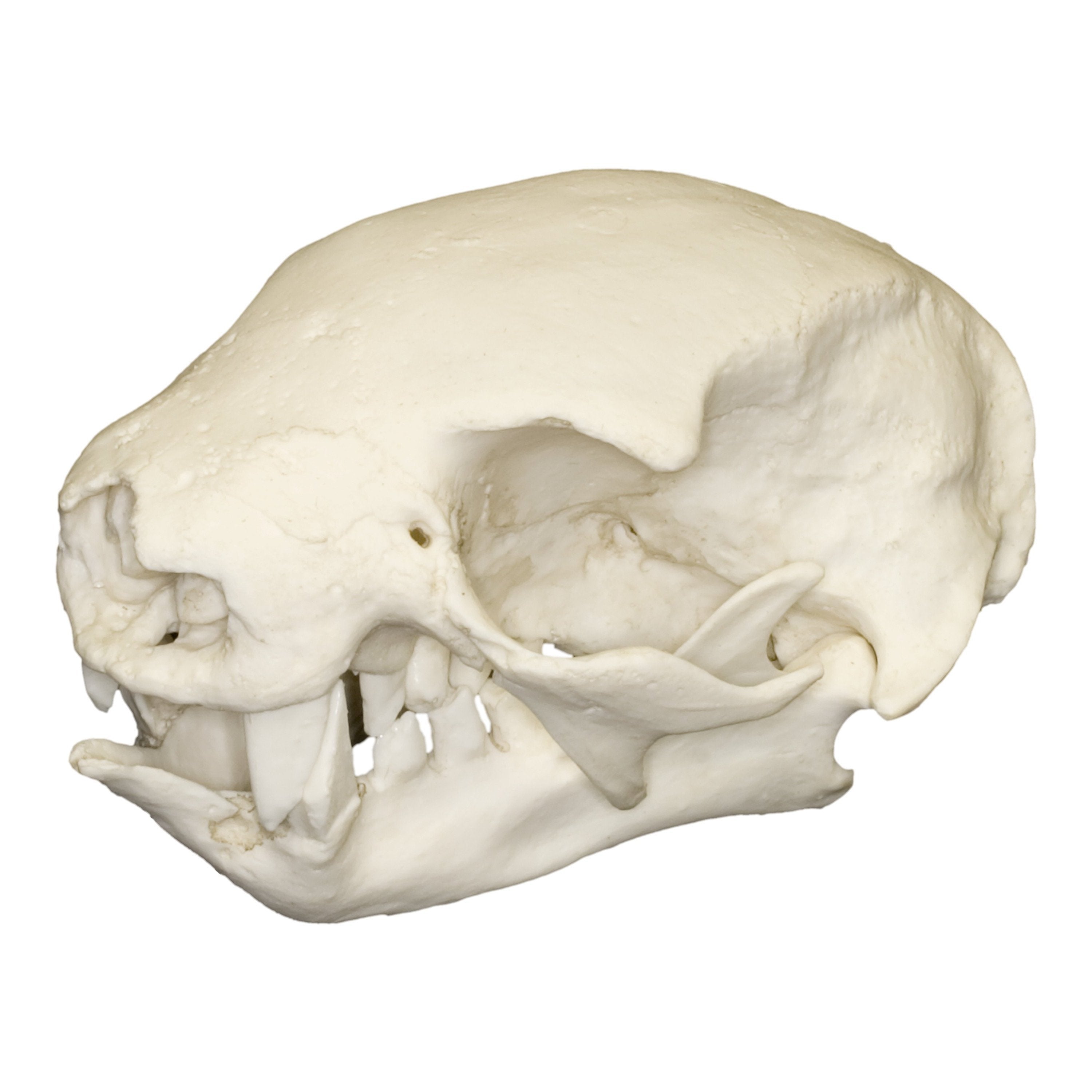 Replica Hoffmann's Two-Toed Sloth Skull - Lifelike Animal Skull Model for Science Education, Halloween Decor & Taxidermy Display