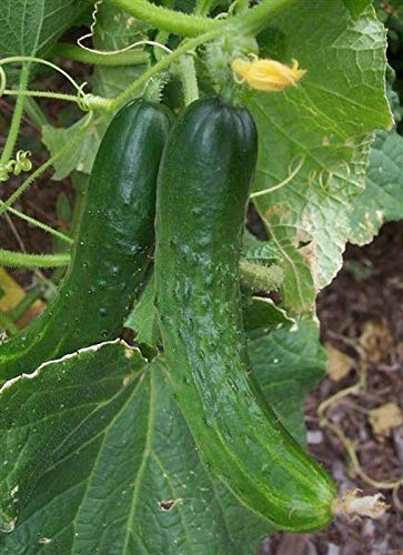 Organic Japanese Climbing Cucumber Seeds - Non-GMO Heirloom Variety (25+ Seeds) for Home Vegetable Gardening | Perfect for Trellises, Vertical Gardens & Fresh Salads
