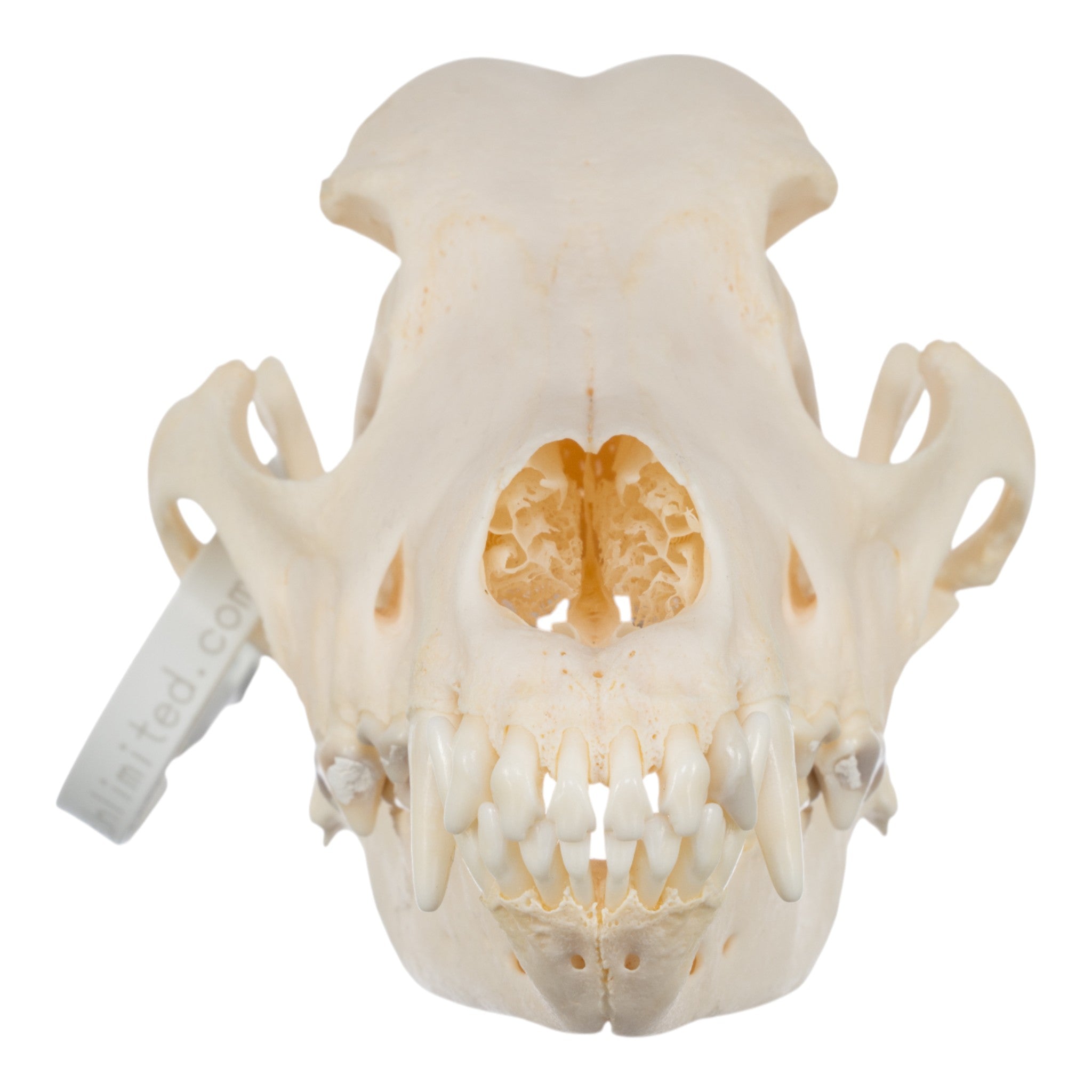 Authentic Wirehaired Pointing Griffon Dog Skull - Real Domestic Canine Specimen for Taxidermy, Veterinary Study & Gothic Home Decor