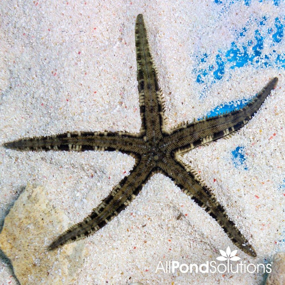 Sand Starfish (Archaster typicus) - Natural Beach Decor, Marine Aquarium Ornament, Coastal Wedding Centerpiece | Perfect for Home Decor, Fish Tanks & Beach-Themed Events