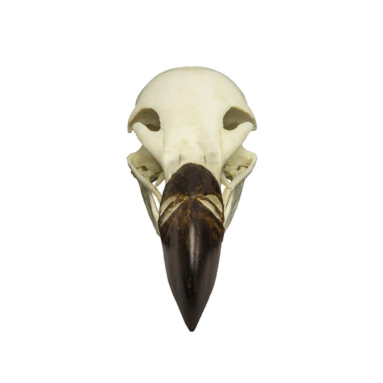 Authentic Replica Griffon Vulture Skull - Lifelike Animal Bone Specimen for Home Decor, Gothic Display, Halloween Props & Educational Science Collection
