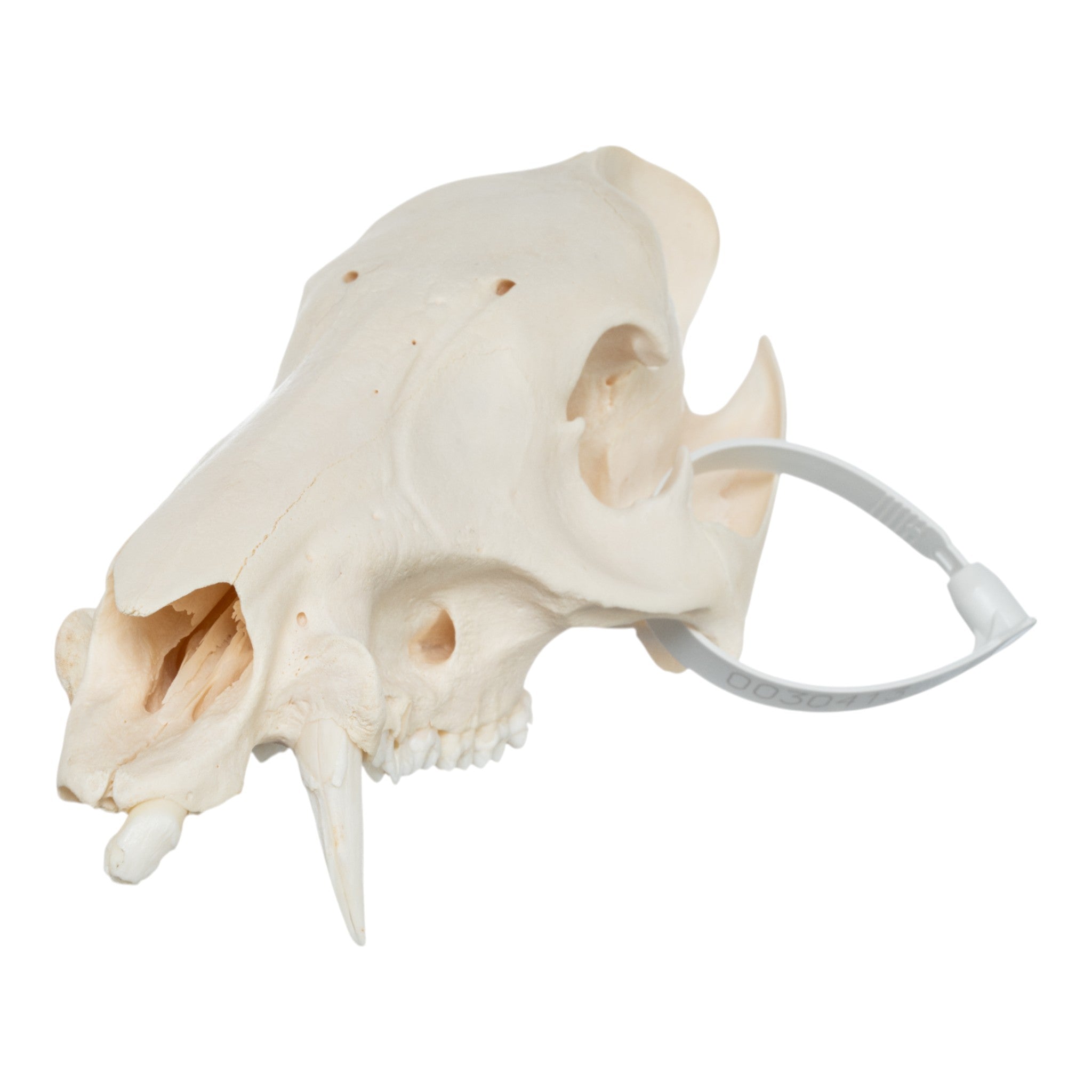 Authentic Peccary Skull - No Mandible Included | Unique Home Decor, Gothic Display, or Educational Specimen for Science Enthusiasts