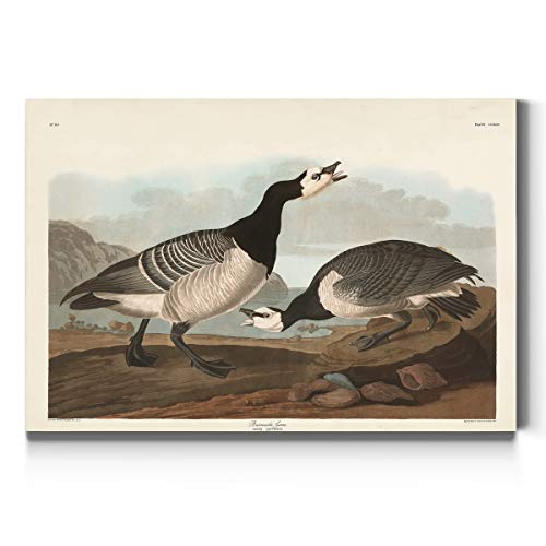 Audubon - Barnacle Goose