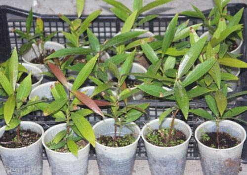 Buy Apple Syzygium Jambos Tropical Fruit Live Plant - Exotic Rose Apple Tree for Home Garden | Perfect for Landscaping, Fruit Harvesting & Tropical Gardens