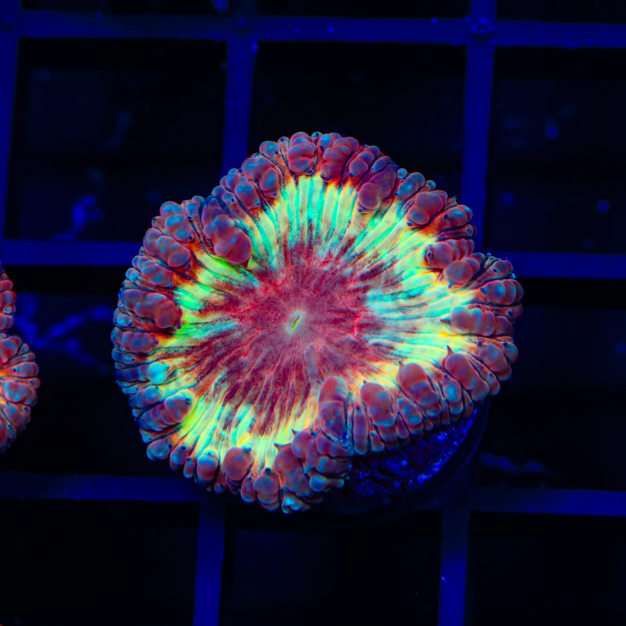 Premium Fire on Fire Blastomussa Coral for Saltwater Aquariums - Vibrant LPS Coral for Reef Tanks & Marine Displays