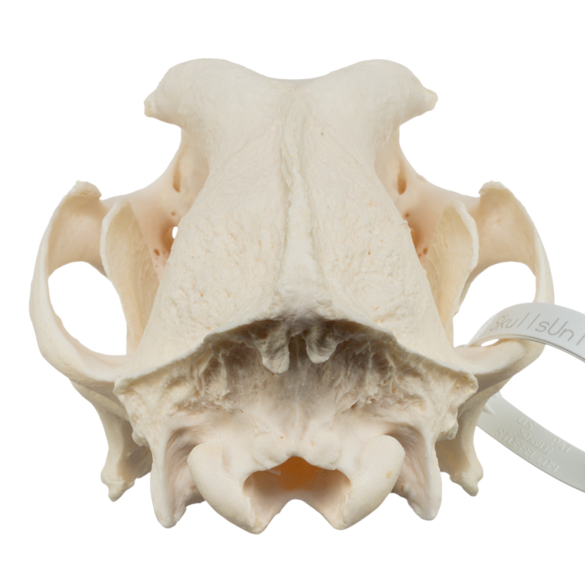 Authentic German Shepherd Dog Skull - Real Domestic Canine Specimen for Veterinary Study, Taxidermy, and Educational Display
