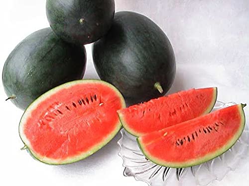 Premium Densuke Watermelon Seeds - 20pcs Non-GMO Heirloom Fruit Seeds for Home Garden, Organic Farming & Unique Gift Ideas - Grow Rare Japanese Black Watermelons in Your Backyard