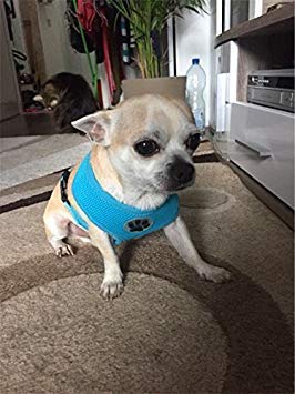BINGPET Small & Medium Dog Harness - Breathable Mesh No-Pull Adjustable Puppy Vest for Walking, Training, and Outdoor Adventures - Perfect for Chihuahuas, Pugs, and Small Cats
