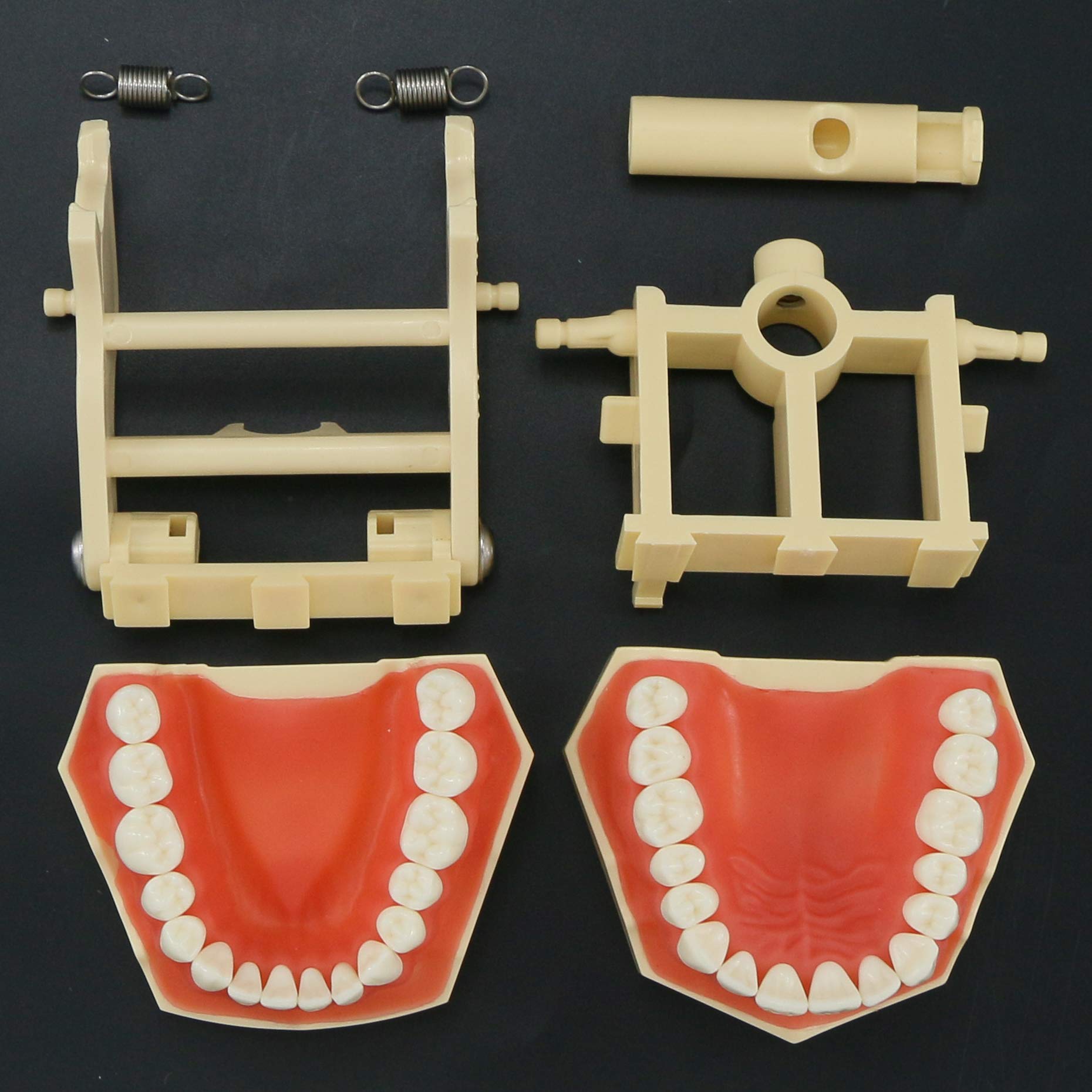Standard Typodont Dental Model with 32 Removable Teeth - Ideal for Dental Technician Practice, Student Study & Clinical Demonstration - Soft Gum Realistic Training Aid for Dental Schools & Professionals