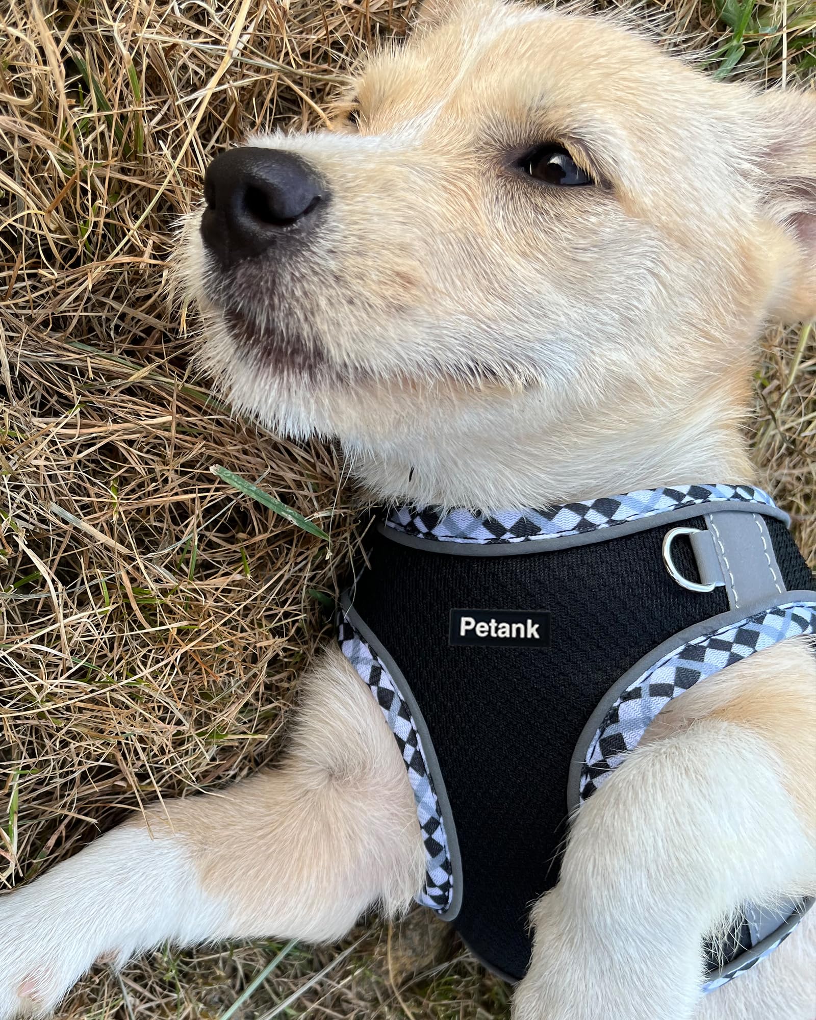 No-Pull Dog Harness for Small/Medium Dogs - Walking & Training Set (Black)