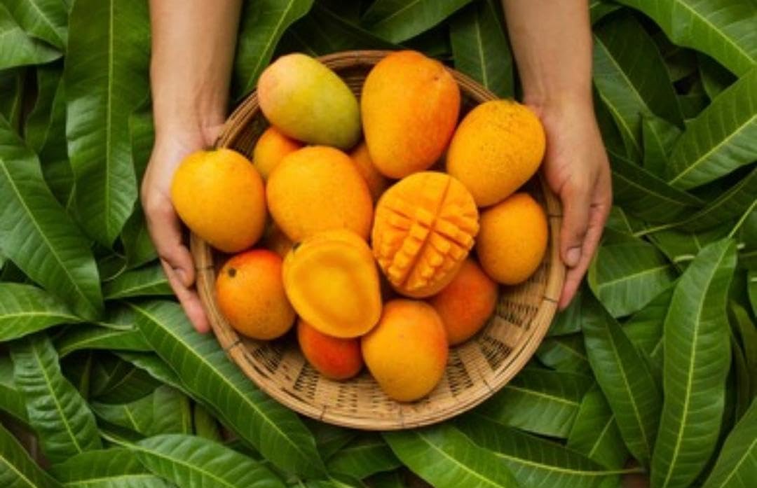 Organic Mango Butter & Oil Lotion Cream for Face, Body & Hair - Deep Moisturizing Body Butter for Dry Skin - Perfect for Massage, DIY Skincare & Hair Care