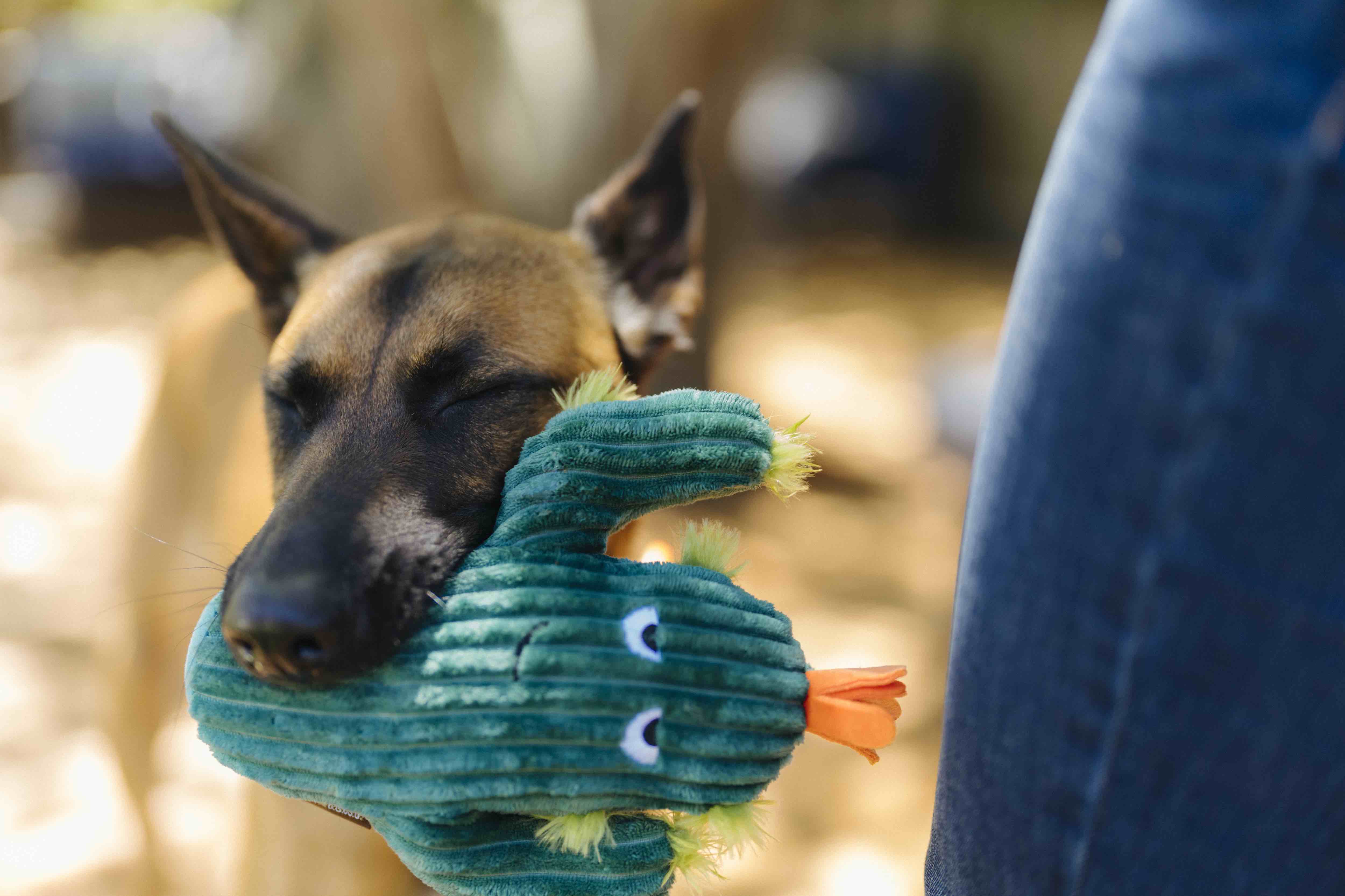 P.L.A.Y. Blooming Buddies Squeaky Plush Dog Toys - Prickly Pup Cactus Chew Toy for Small & Medium Dogs | Cute & Durable Interactive Pet Toy for Indoor & Outdoor Play