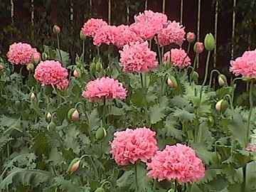 250 Bombast Rose Peony Poppy Papaver Peoniflorum Flower Seeds - Premium Garden Flower Seeds for Planting, Home Gardening & Landscaping - Vibrant Blooms for Bouquets, Borders & Outdoor Decor