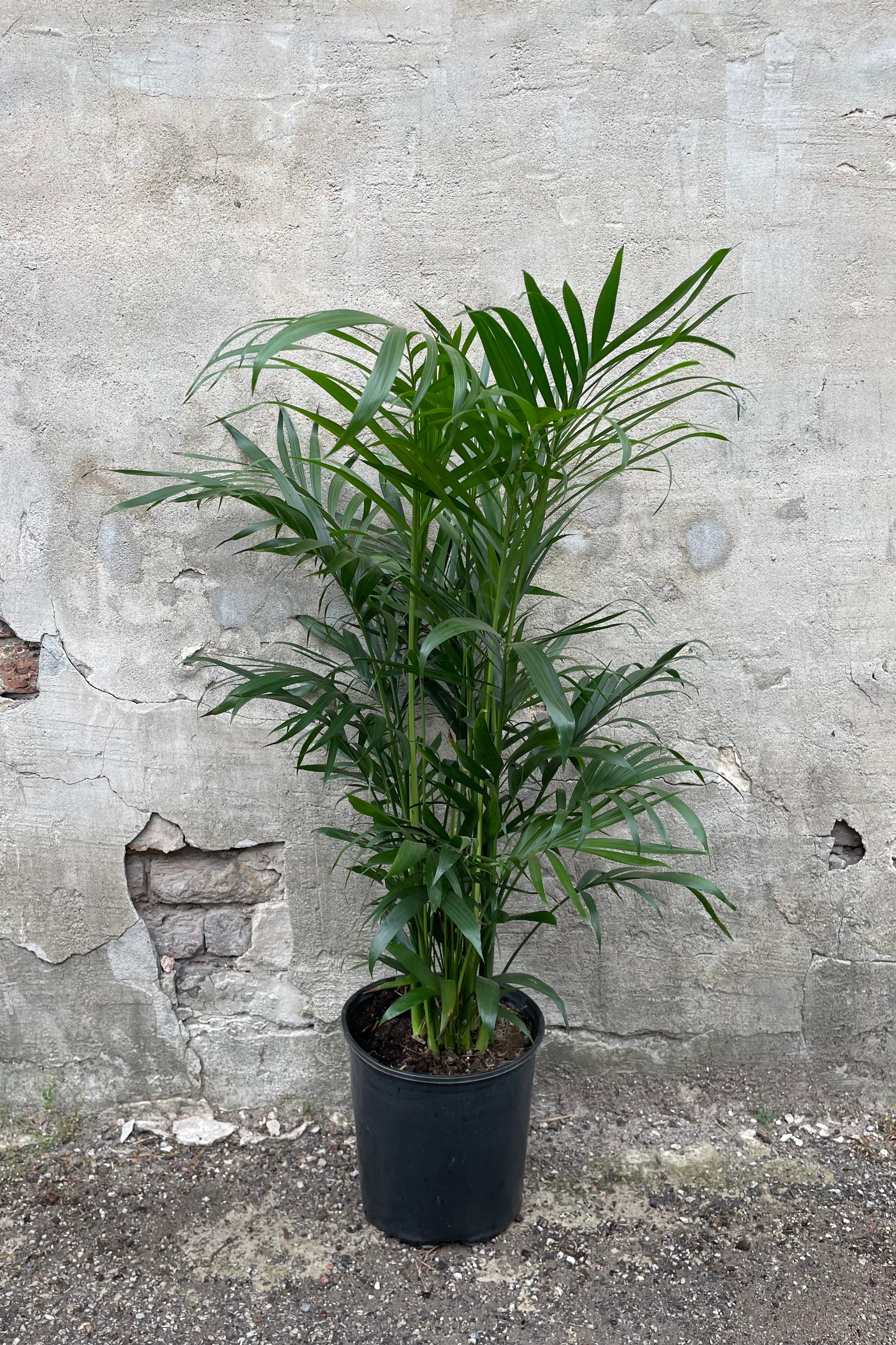 Chamaedorea Cataractarum (Cat Palm) - 10 Inch Indoor House Plant for Home & Office Decor | Perfect for Living Rooms, Bedrooms, and Workspaces