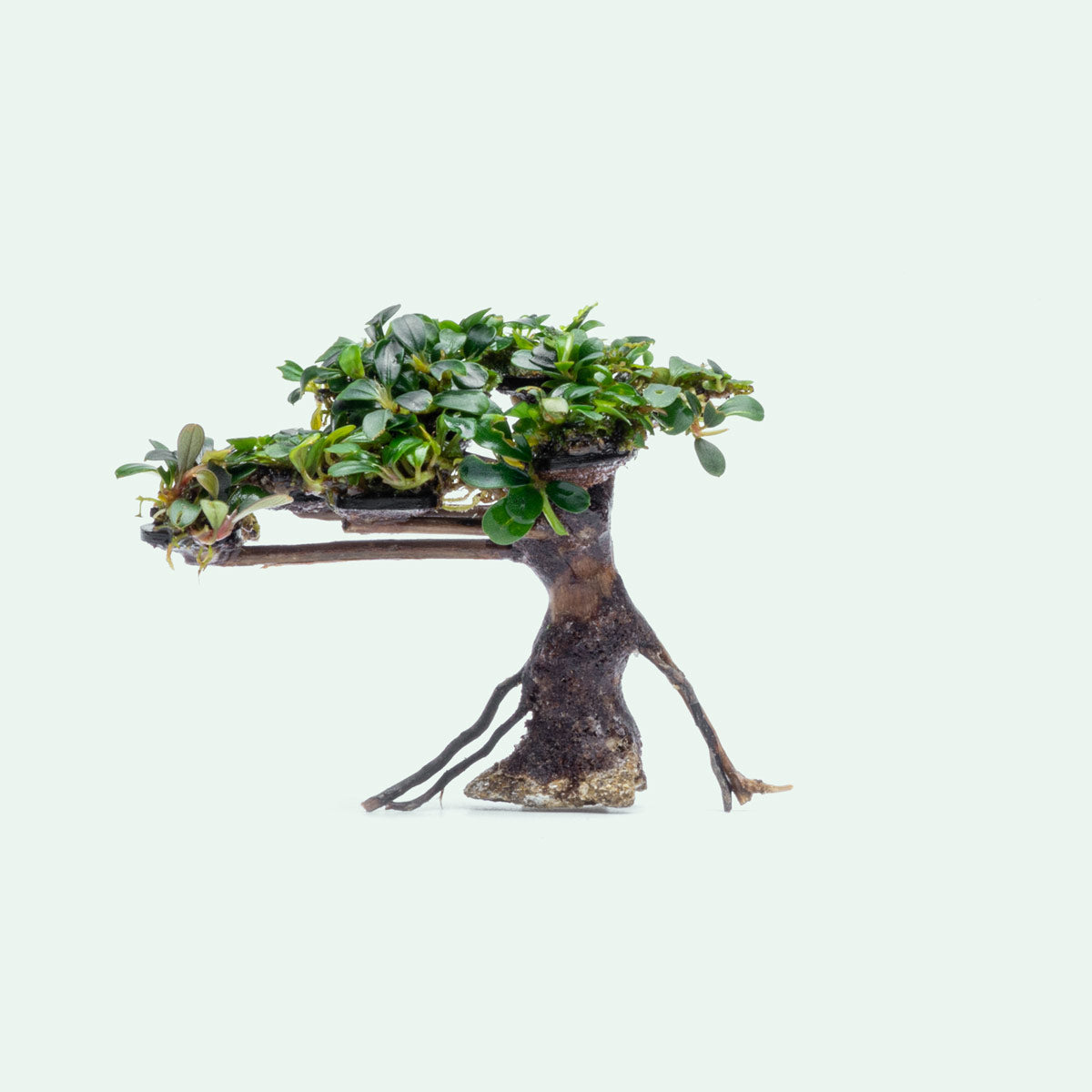 Bucephalandra Bonsai Tree - Live Aquatic Plant for Aquascaping | Perfect for Fish Tanks, Aquariums & Terrariums | Low Maintenance Freshwater Plant Decor