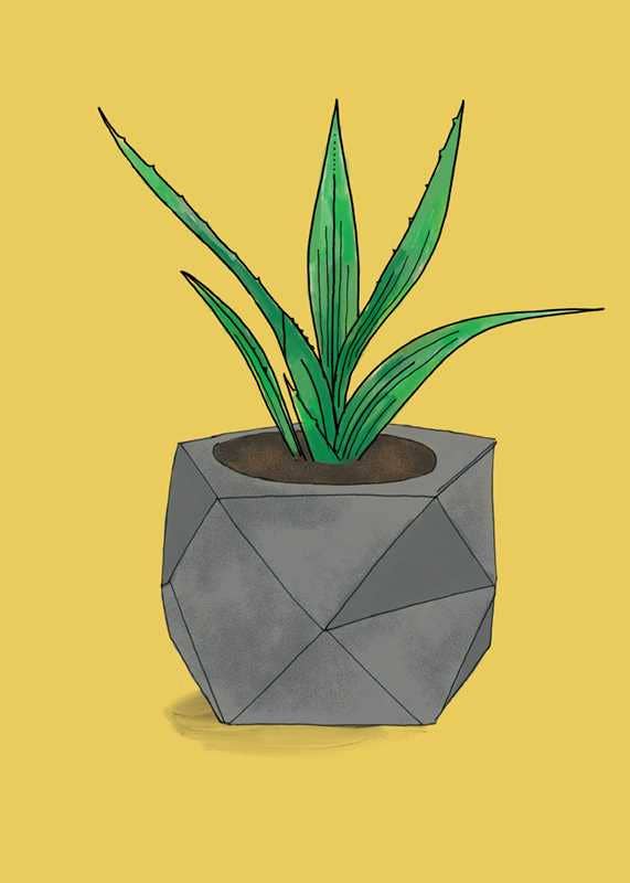 How to Train Your Cactus: A Complete Guide for Beginners | Indoor Plant Care Tips & Techniques for Home Decor