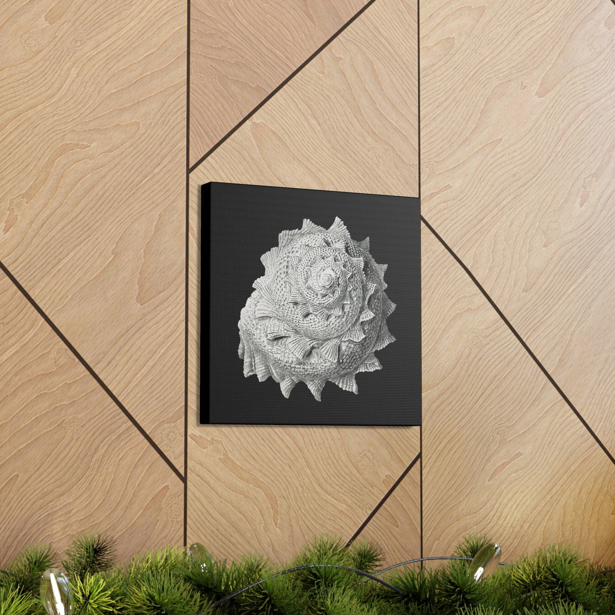 Vintage Shell Illustration By Ernst Haeckel - Premium Canvas Art Print - Perfect for Home Decor, Office Wall Art & Gift Ideas
