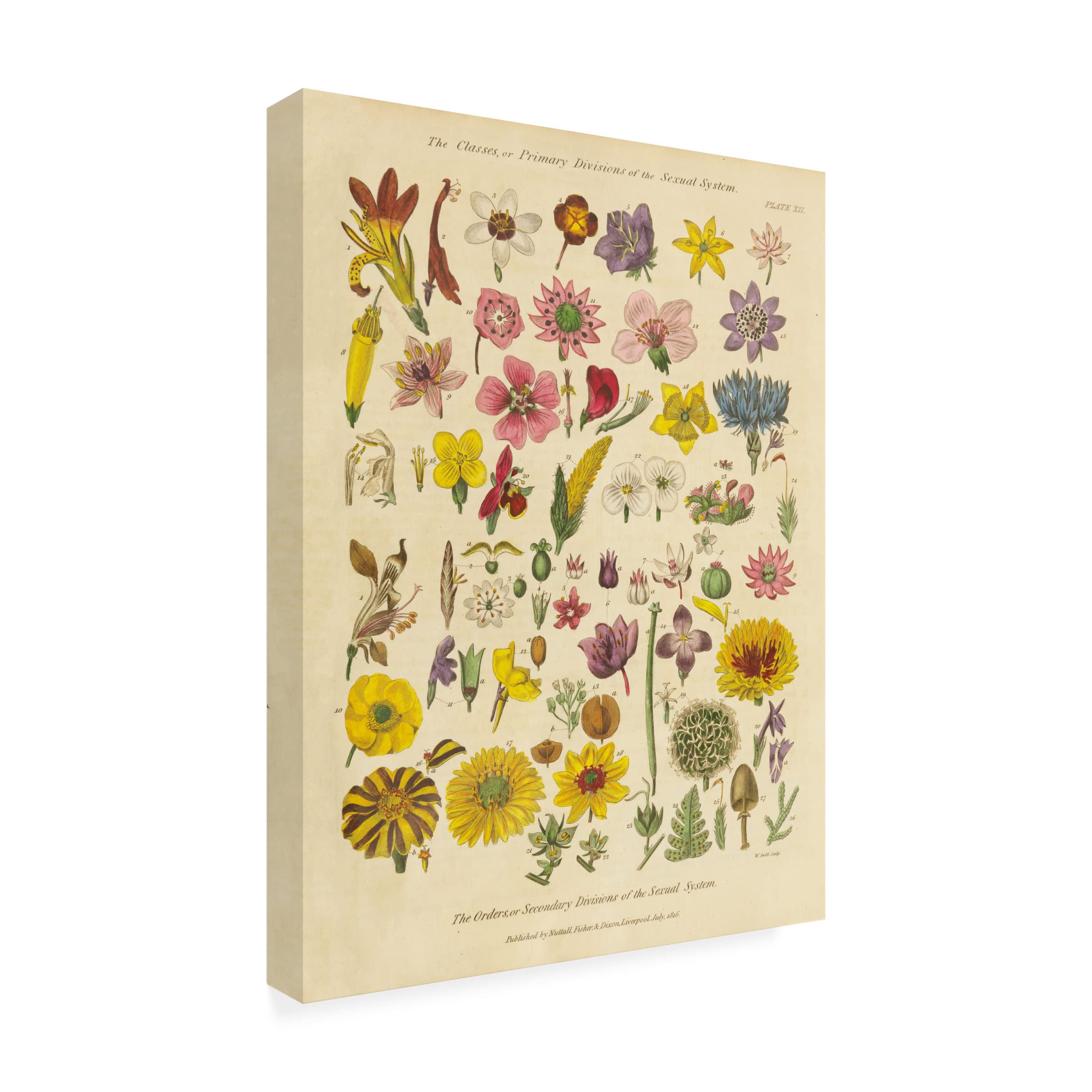 Wild Apple Portfolio 'Herbal Botanical XI' Canvas Wall Art - Premium Handmade Floral Painting for Living Room, Bedroom & Office Decor