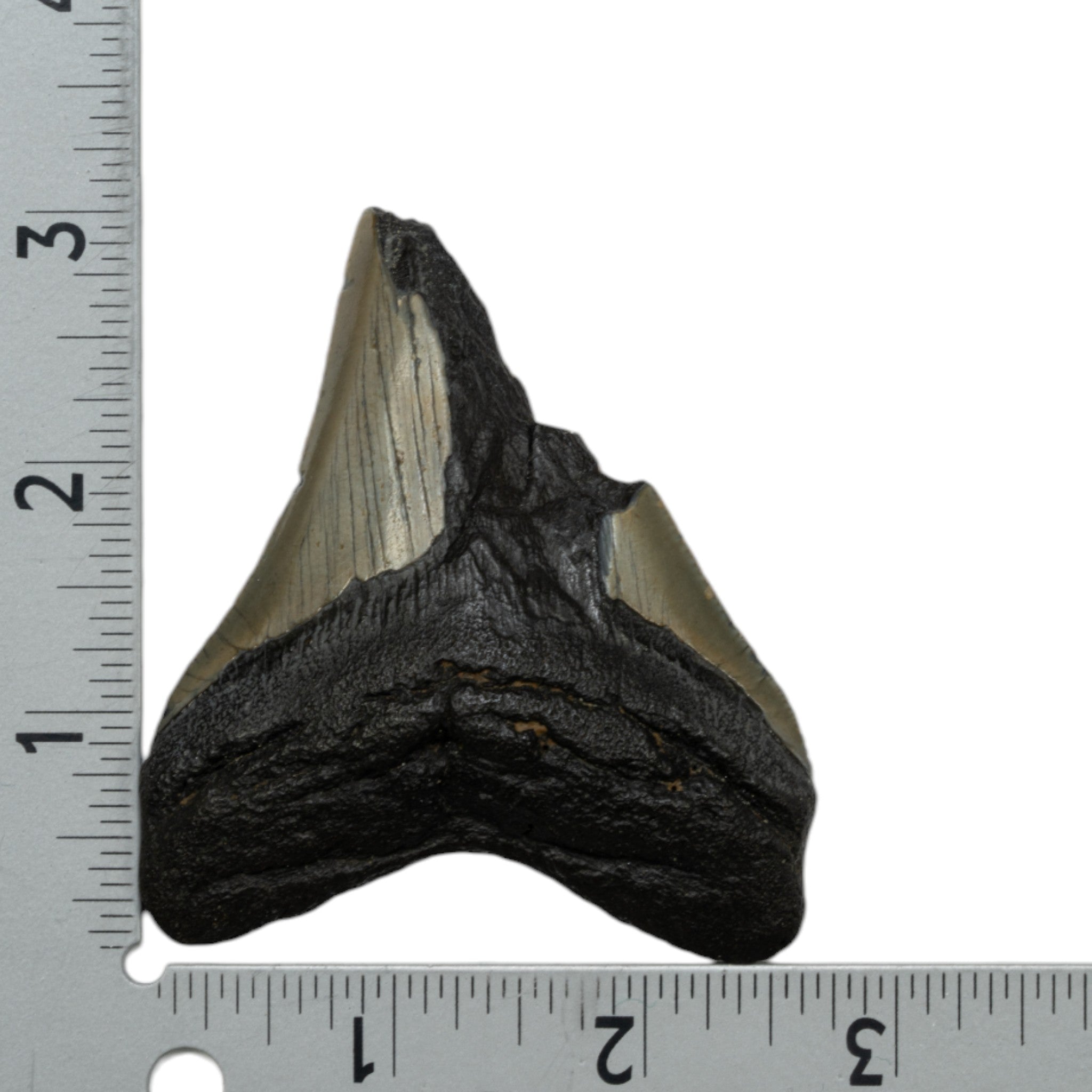 Authentic Megalodon Shark Tooth Fossil - Half Size - Perfect for Collectors, Jewelry Making & Educational Displays