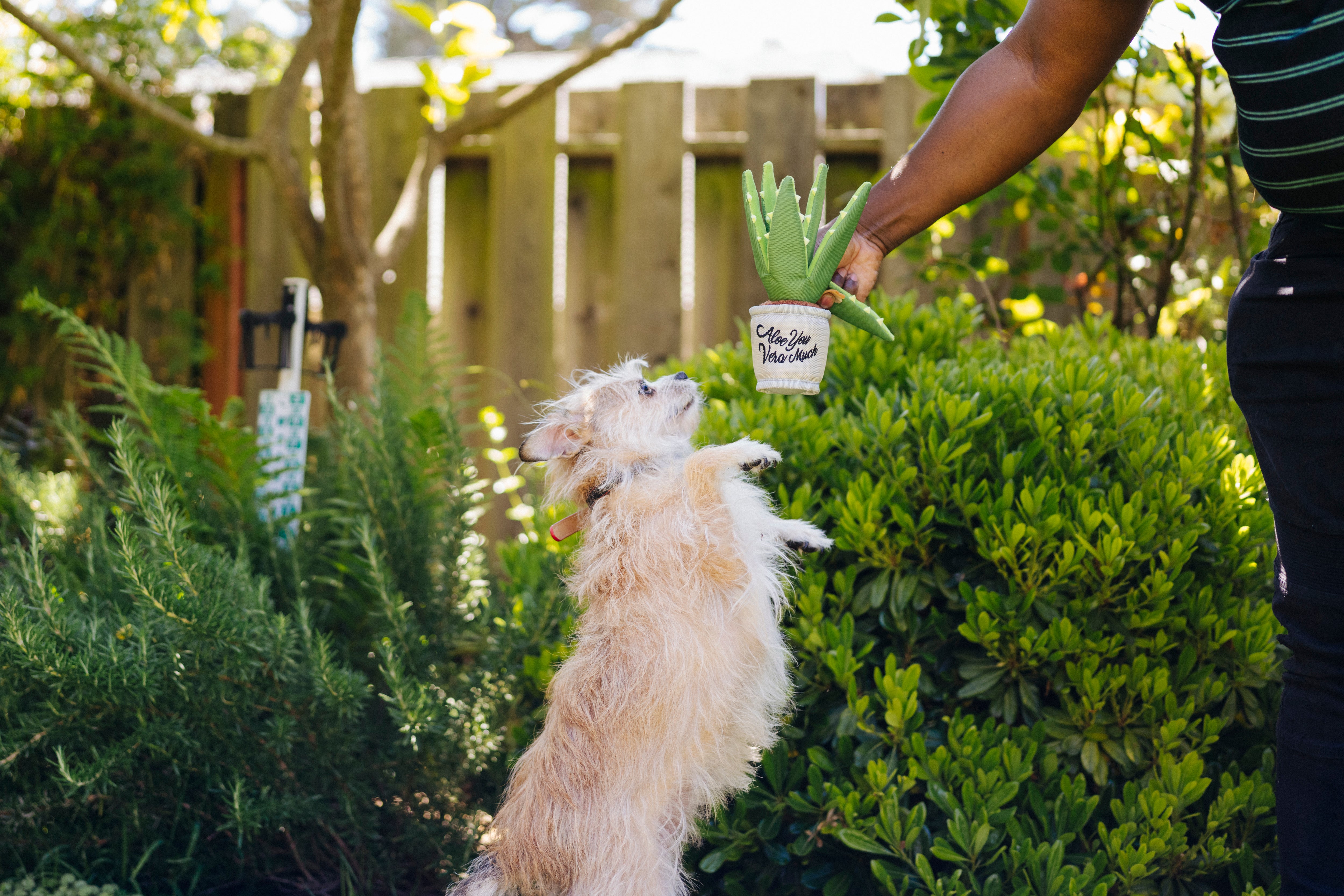 La Planta Aloe ve You Dog Plush Toy - Blooming Buddies™ Chew-Resistant Squeaky Stuffed Animal for Puppies & Dogs | Pet P.L.A.Y. | Perfect for Indoor Play, Training Rewards & Anxiety Relief
