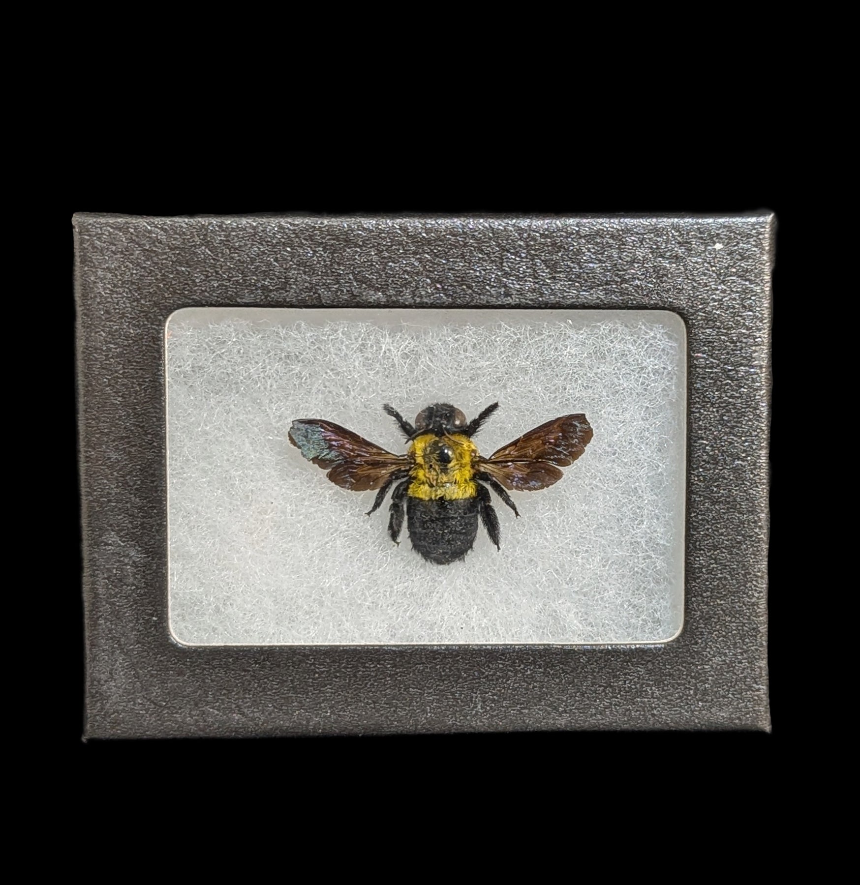 Yellow Carpenter Bee Trap - Effective Riker Mounted Bee Catcher for Home & Garden Pest Control - Ideal for Outdoor Use on Decks, Patios, and Gardens