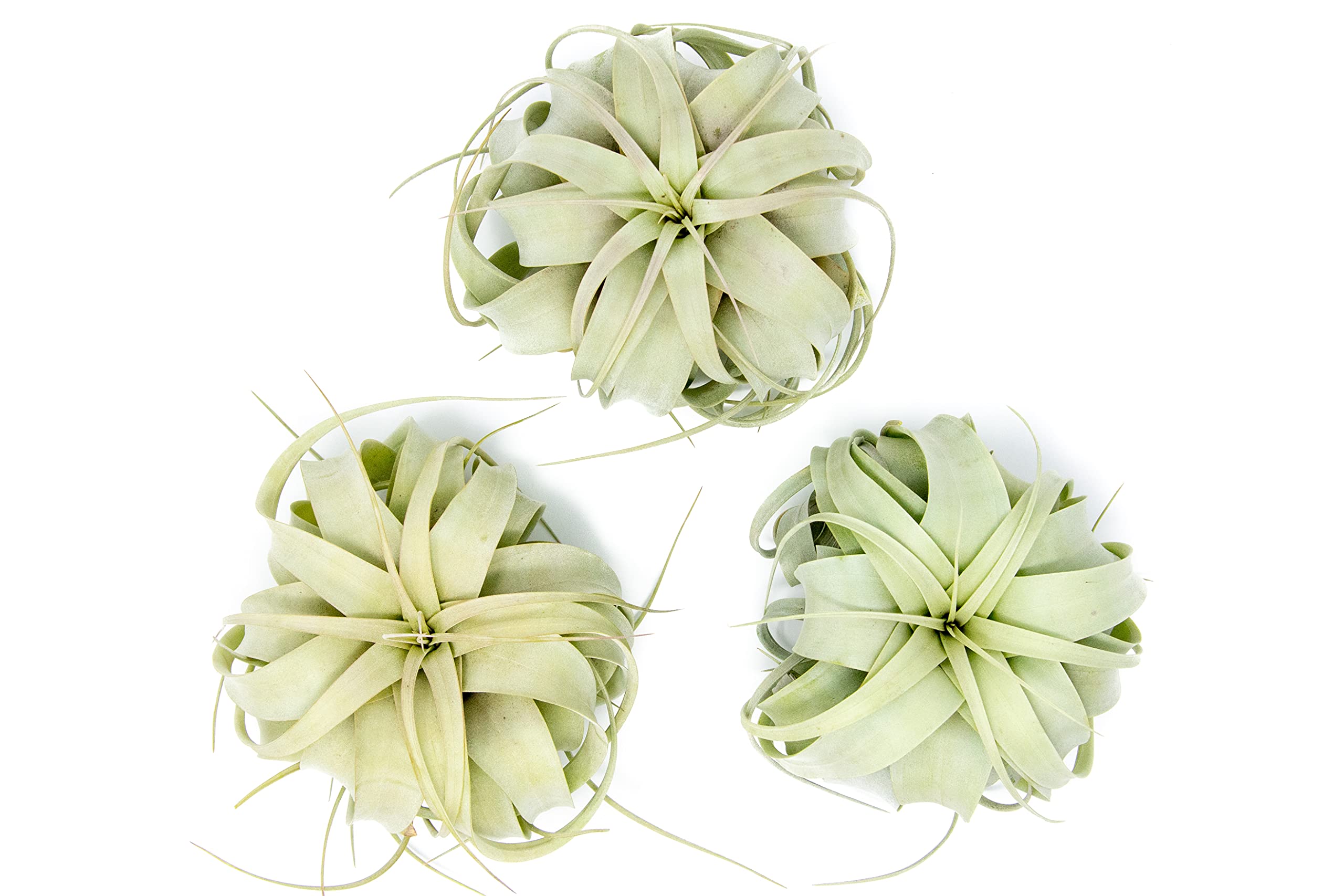 3 Pack Large Xerographica Air Plants (5-7 Inch) | Live Tillandsia Succulent Houseplants | Low Maintenance Indoor Outdoor Decor | Perfect for Terrariums, Office Desks & Wedding Centerpieces