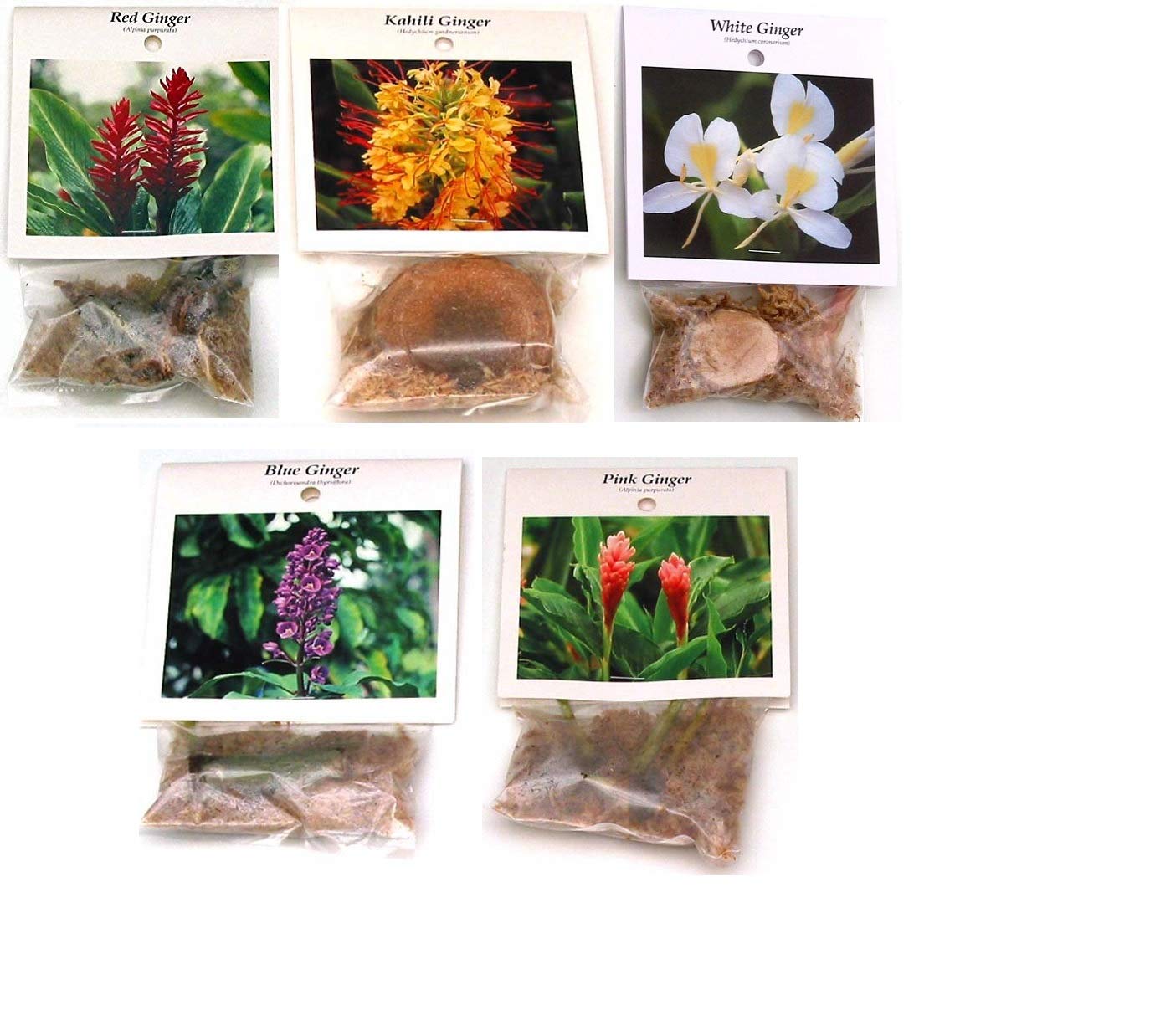 4 Hawaiian Plumeria Plant Cuttings & 5 Ginger Roots for Planting - Fragrant Tropical Flowers for Garden, Landscaping and Home Decor
