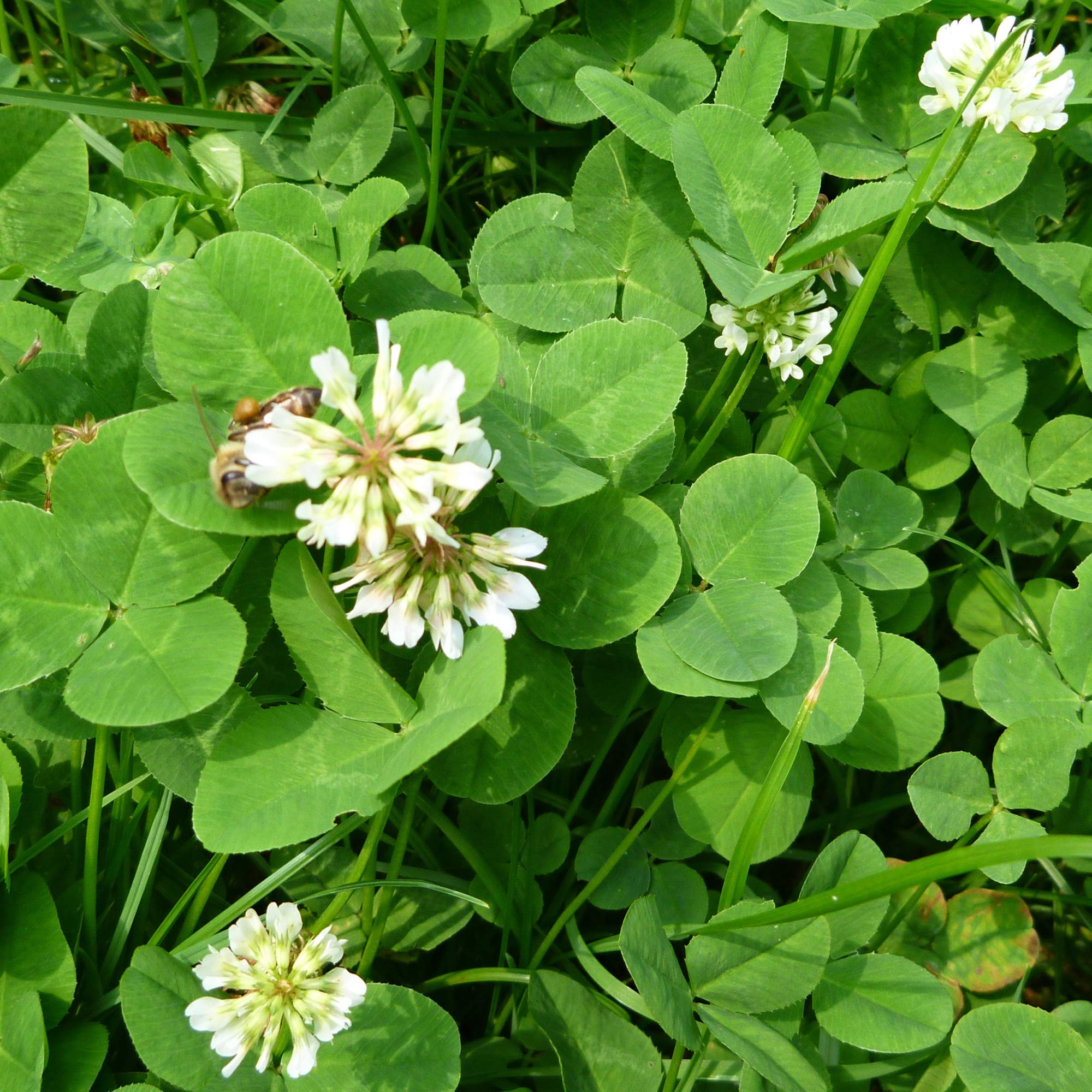 Premium White Ladino Clover Seeds - 25 Lb Bulk (~19.2 Million Seeds) - Non-GMO, Open Pollinated Cover Crop for Farms & Gardens - Improves Soil Health & Erosion Control - Not for Lawn Use - Perfect for Pastures, Vineyards & Sustainable Agriculture